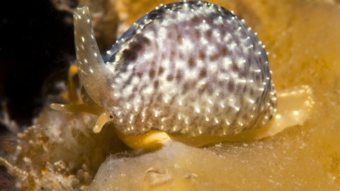 Spotted Cowrie