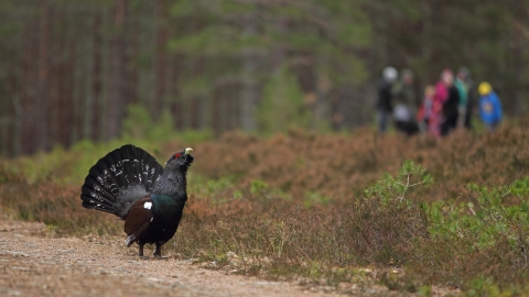 Male capercaillie