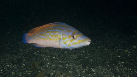 Male cuckoo wrasse