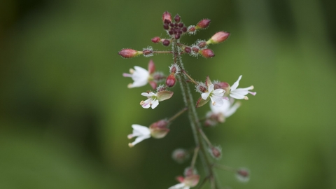 Enchanter's nightshade