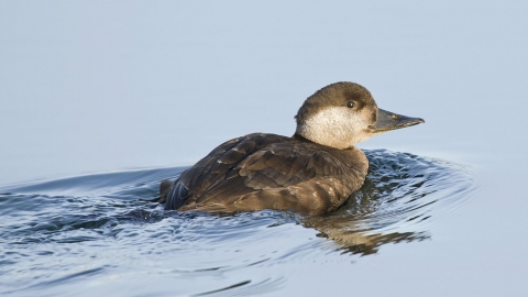 Common scoter female