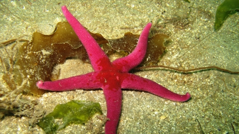 Bloody Henry starfish