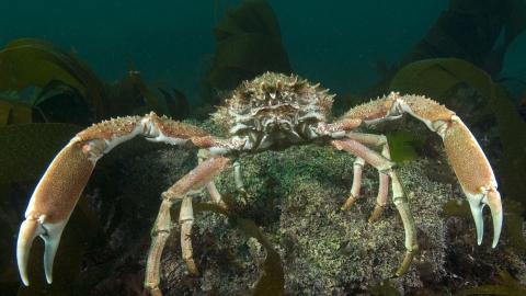 Spiny spider crab