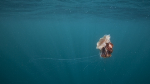 Lion's mane jellyfish