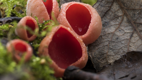 Red elf cup fungus growing among moss and dead leaves, the Wildlife Trusts