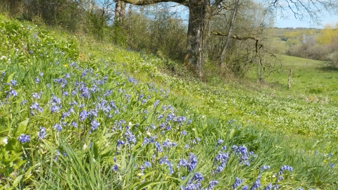 Bracketts Coppice © Neil Gibson