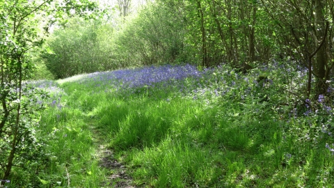 Girdlers Coppice © Neil Gibson