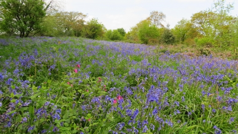 Hendover Coppice © Neil Gibson