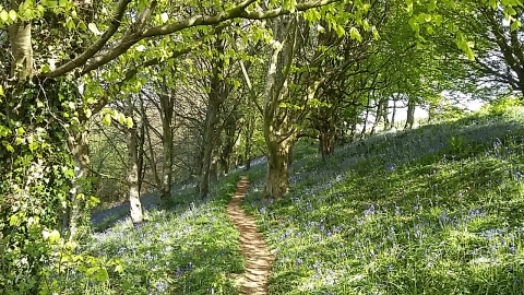 Holway Woods © Steve Oliver