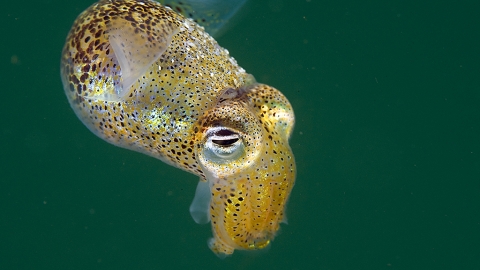 Little cuttlefish