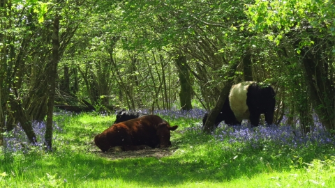 Powerstock Common © Neil Gibson