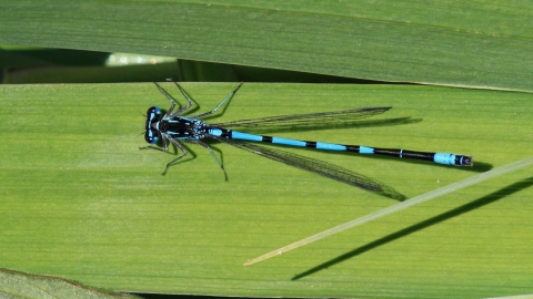 Variable damselfly