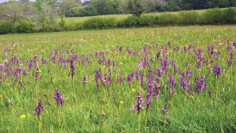 Corfe Mullen Meadows © Tony Bates MBE