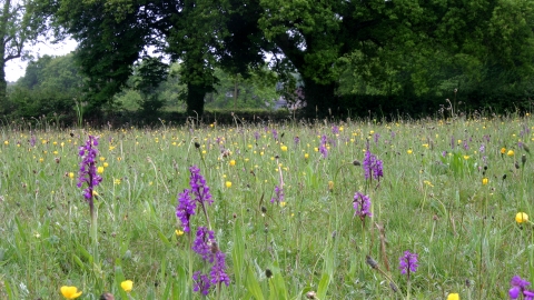 Corfe Mullen Meadows © Tony Bates MBE