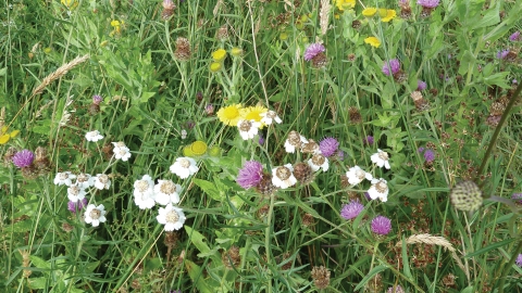 Grassland at Bugden's Meadow