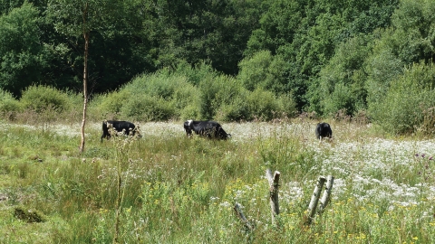 Grazing cattle at Bugden's Meadow