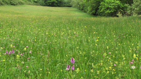 Kingcombe Meadows © Tony Bates MBE