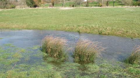 Nunnery Mead © Sarah Williams