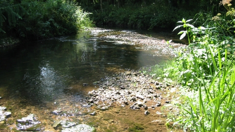 Nunnery Mead © Sarah Williams