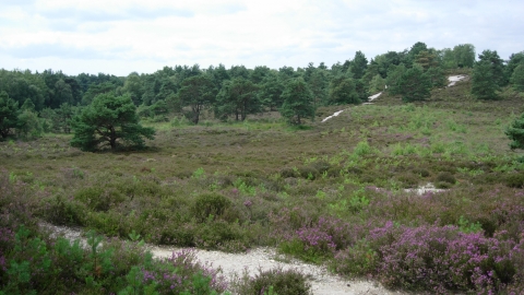 Sopley Common © Jane Franklin