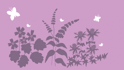 bird and butterfly plants banner illustration