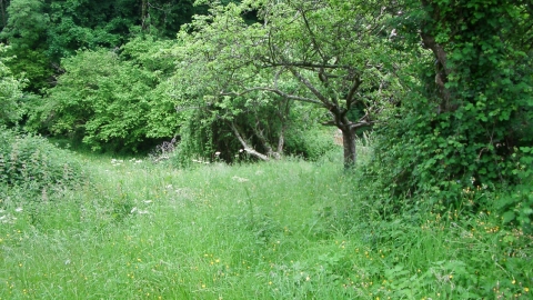 King's Lane Orchard Nature Reserve