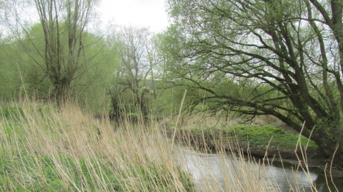 Mill Ham Island Nature Reserve