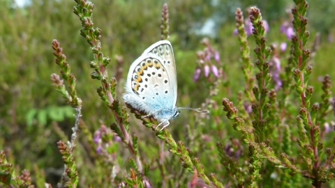 Silver-studded blue © James Hitchen