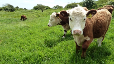 Cows at Townsend © James Hitchen