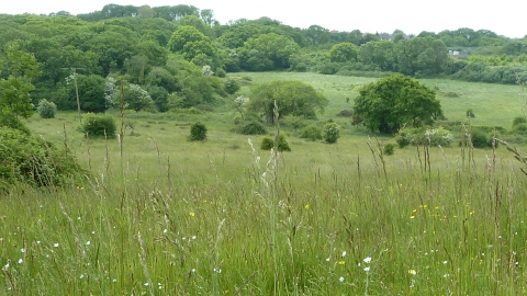 Lorton Meadows © James Hitchen