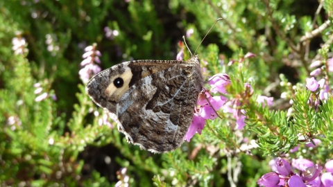 Grayling © James Hitchen