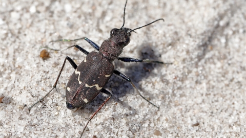 Heath Tiger beetle © Terry Bagley