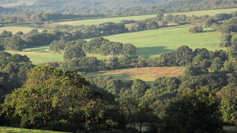 Across Kingcombe by Tony Bates MBE