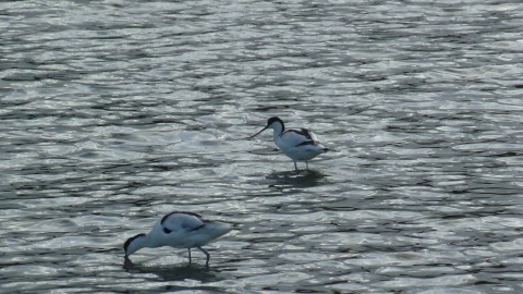 Avocet © Andy Fale