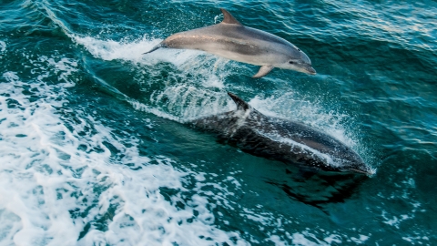 Bottlenose dolphins © Stewart Canham