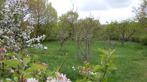 Broadoak Orchard © Stephen Oliver