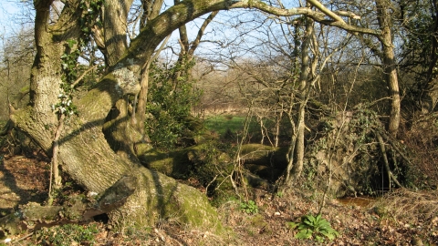 Bugdens Meadow © Andy Fale