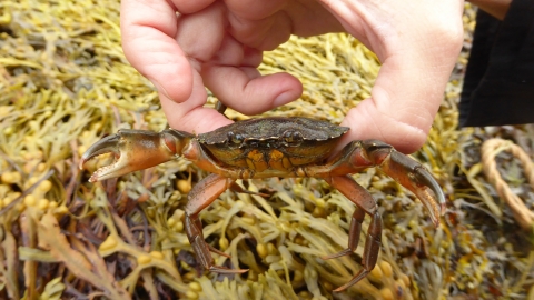Crab by Angela Thomas