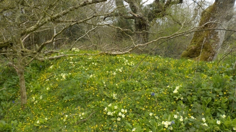 Primrose bank © Neil Gibson