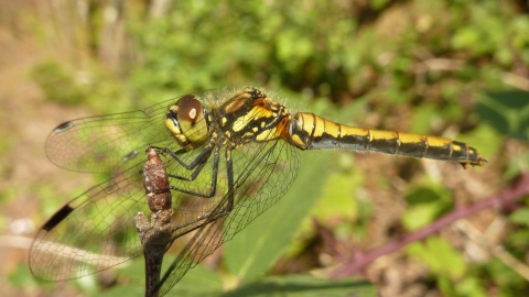 Dragonfly © Nigel Brooks