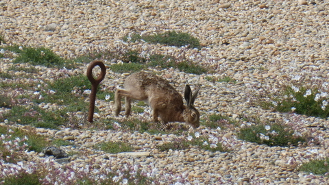 Hare on Chesil Beach © Angela Thomas