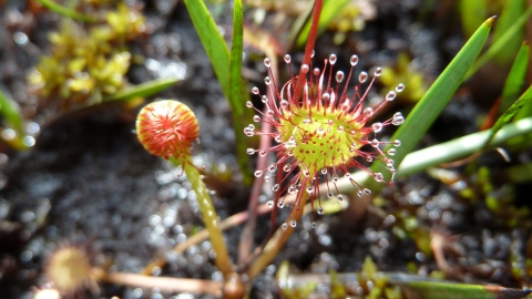 Round-leaved sundew © James Hitchen