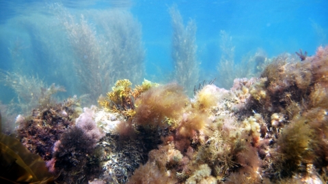 Kimmeridge under the waves © Andy Pearson 