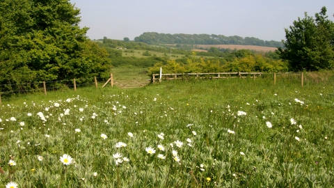 Lorton Meadows Nature Reserve by DWT 