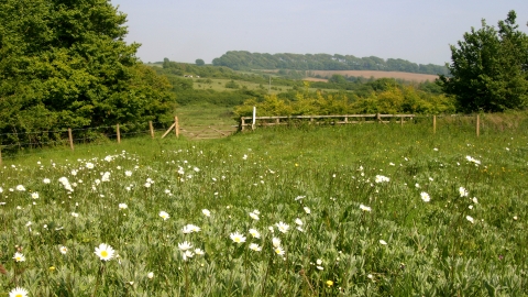 Lorton Meadows Nature Reserve by DWT
