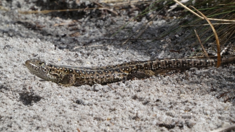 Sand lizard © James Hitchen
