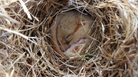 Dormouse © James Hitchen