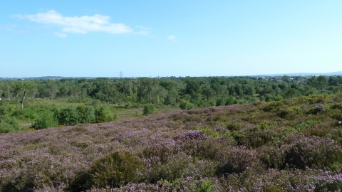 Upton Heath © Andy Fale