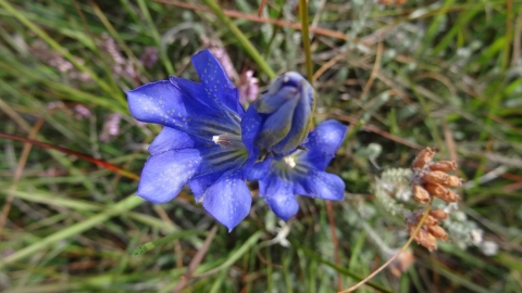 Marsh Gentian Photo