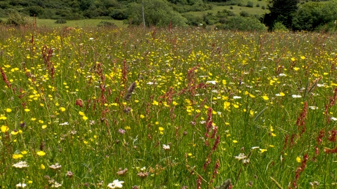 Lorton Meadows Nature Reserve © Pat Jefferies 